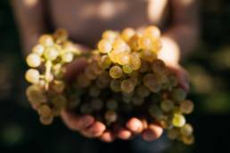 vin naba jurançon photographe clement herbaux octobre vendanges