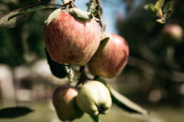 Un couple de mariés dans les landes